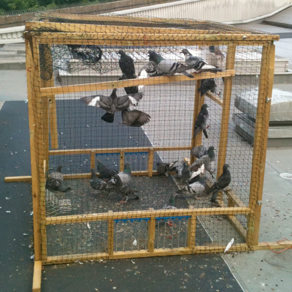 Pigeons Palace: Build your own pigeon trap